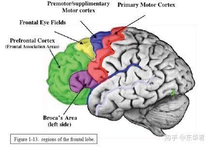 通常被分为四个脑叶(图1),分别是额叶(frontal lobe),顶叶(parietal