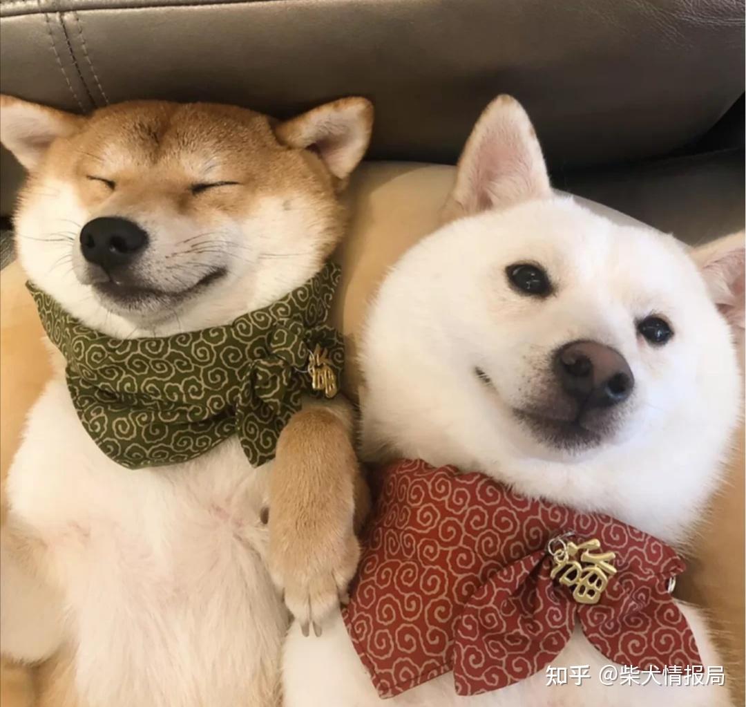 白色柴犬价格便宜，为何并不受欢迎？难道柴犬之间也有贵贱之分？ - 知乎