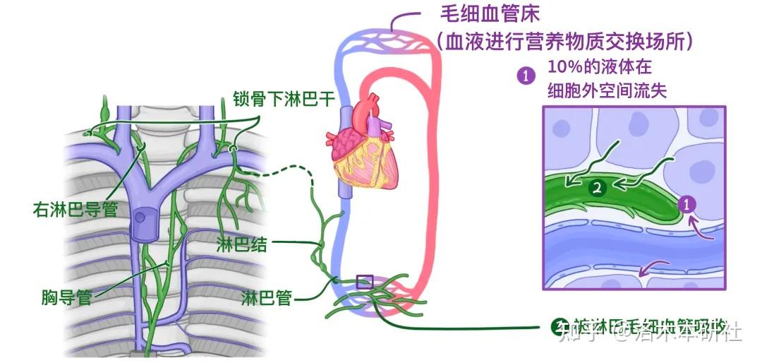 人体解剖学基础——淋巴系统篇 - 知乎