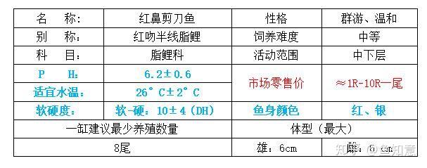 小型观赏鱼红鼻剪刀鱼