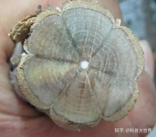 知道降龙木是哪种树木吗它生来就有六棱还被佛家寓意六道轮回