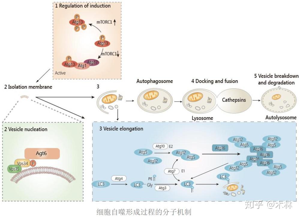 医学科研实验基础知识笔记（四）：细胞自噬研究策略 - 知乎