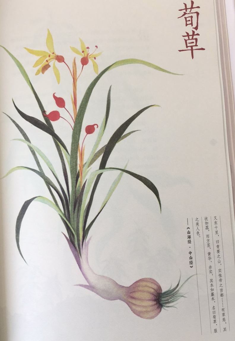 晋 郭璞《山海经图赞·中山经"荀草赤实,厥状如菅,妇人服之,练色