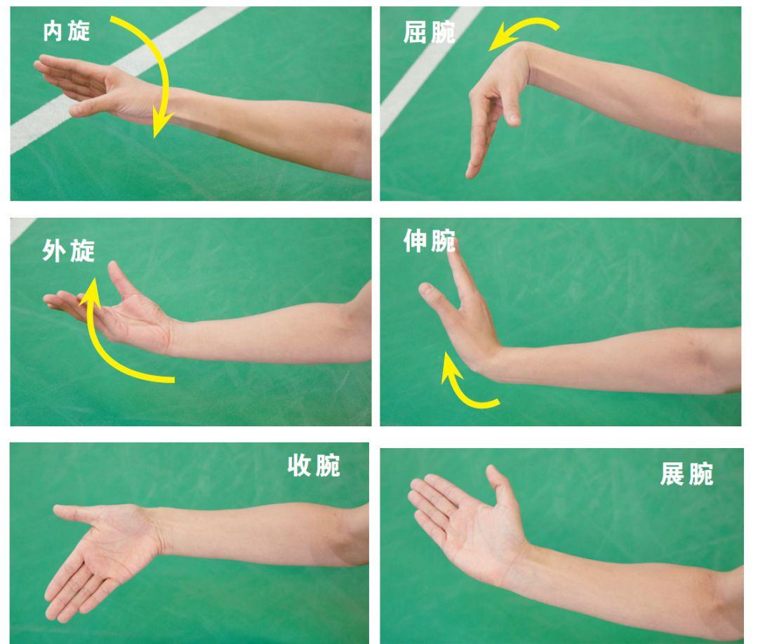 在羽毛球运动中,手腕技巧的运用比较多,经常用到的有展腕,屈腕,收腕等