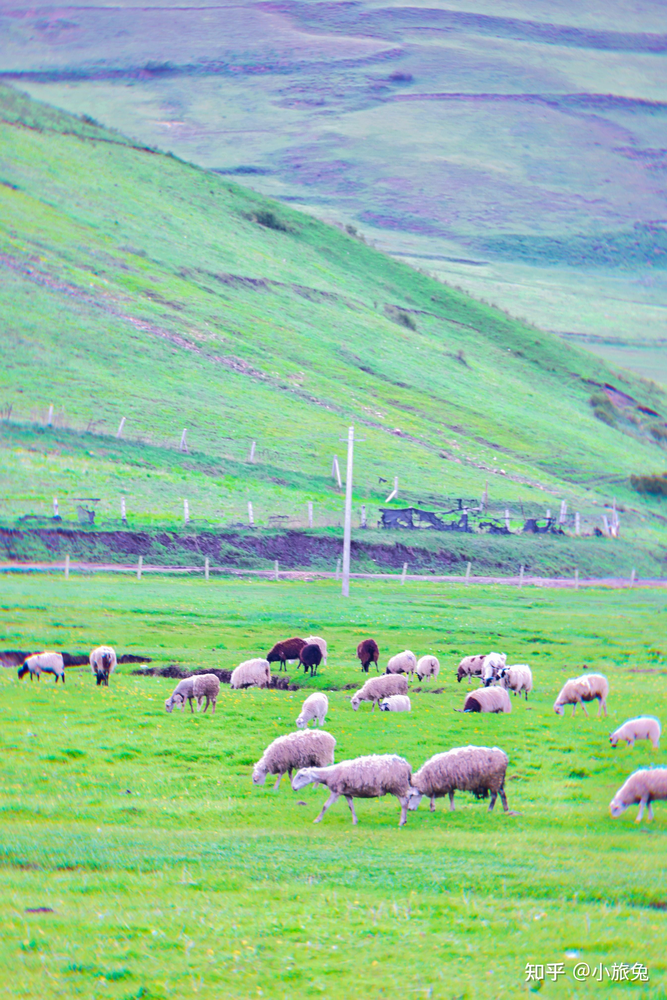 甘肃最美湿地草原面积近百万亩好看又好拍