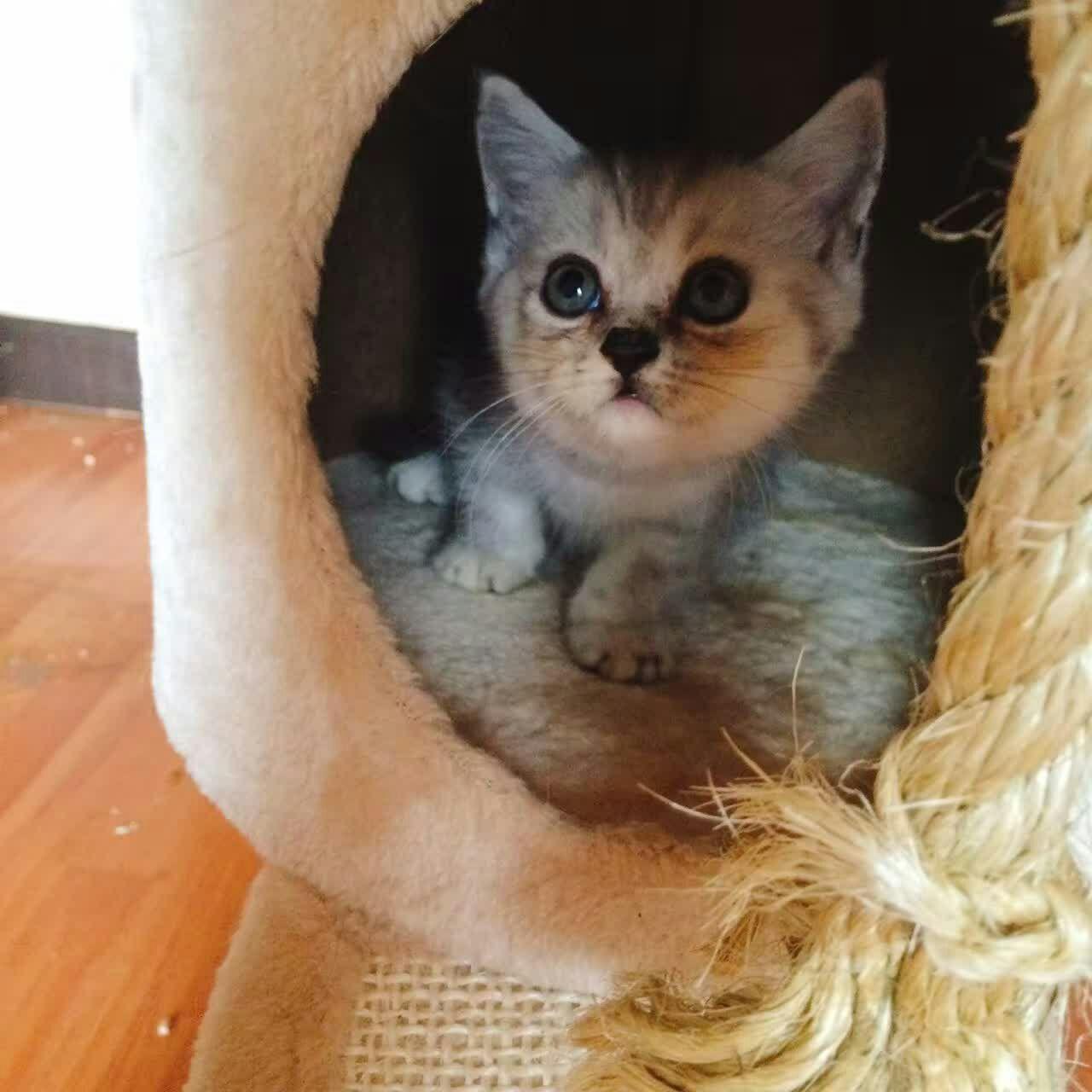 云养猫是什么样的体验?