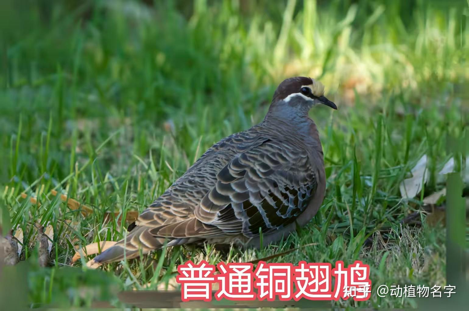 99图带你走进鸠鸽科鸟类的世界 - 知乎