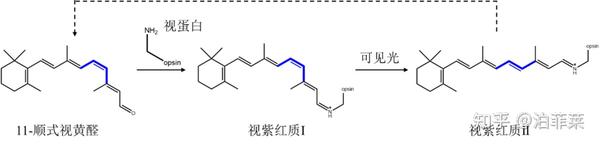 有机光化学反应类型（一）：烯烃的顺反异构化反应 - 知乎