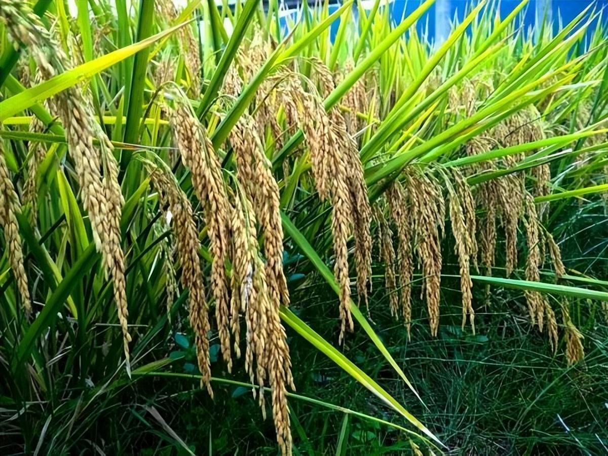 袁隆平水稻高产目标终完成