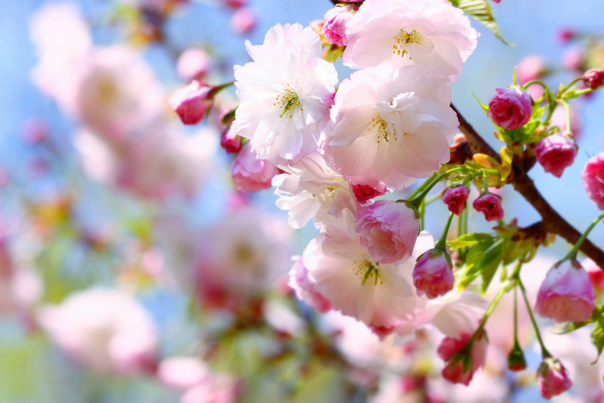 樱花花序图片