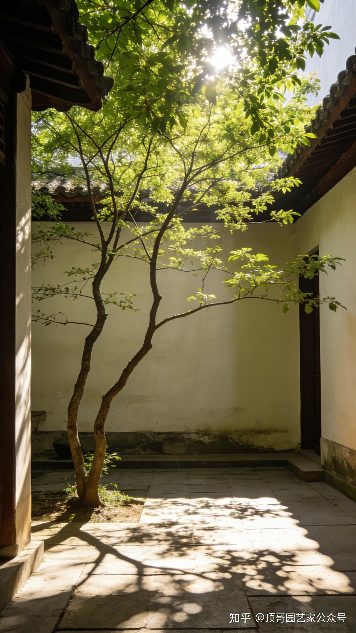 好院子，建筑和植物从不彼此孤立 - 知乎