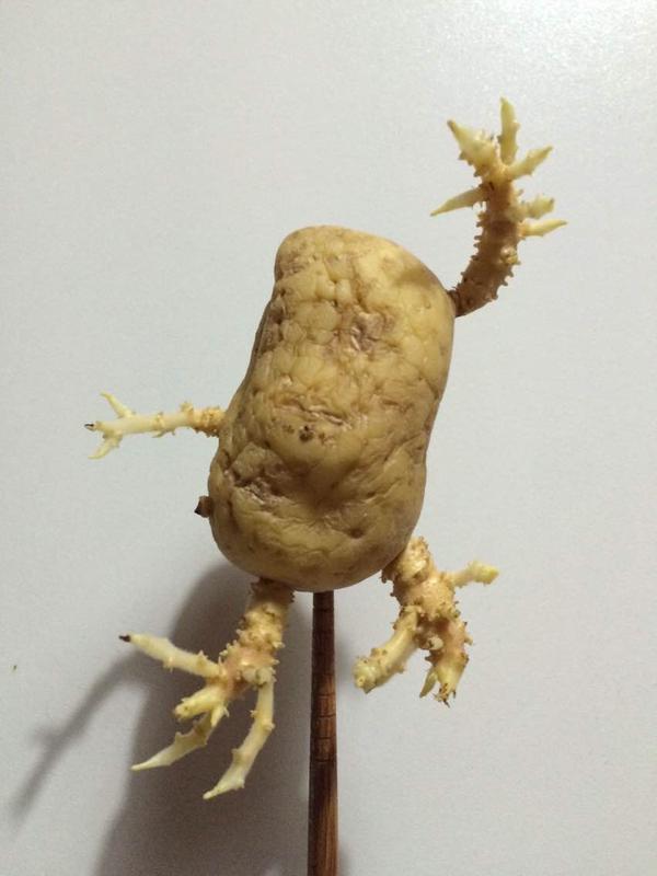 快成精的土豆(拍摄于2015年)