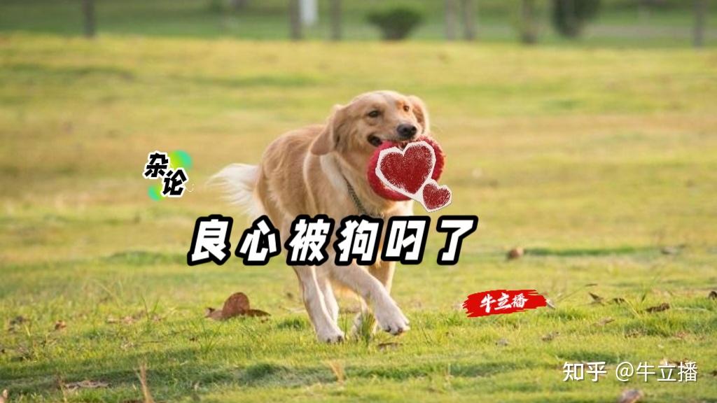 杂论:良心被狗叼了 - 知乎
