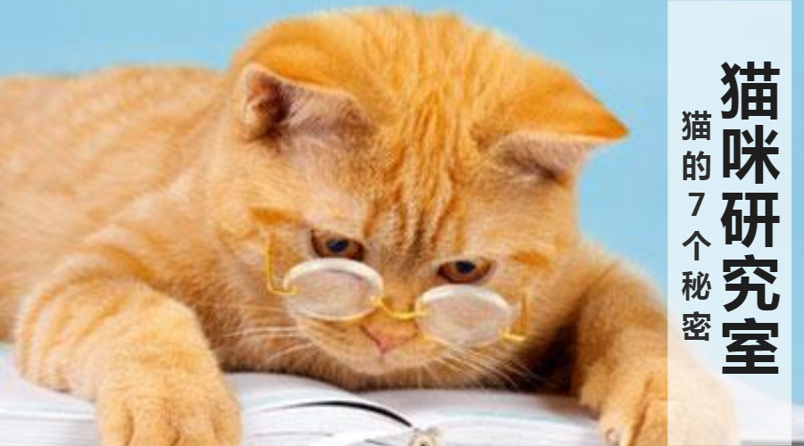 猫的7个秘密 知乎