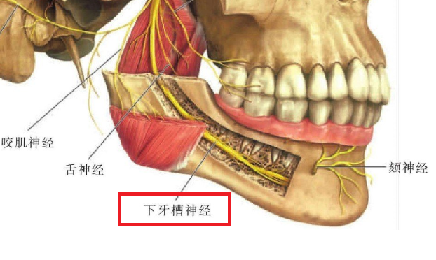 下颌神经图解图片