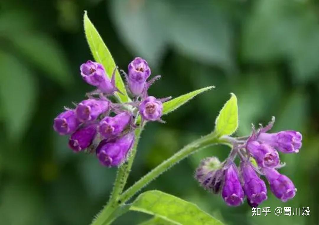 紫乃苍赤之间色,紫草色紫,得火气也.苗似兰香,得土气也.