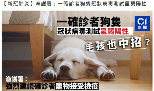 全球首例确诊!香港新冠病毒感染者宠物被证实感染,但事实是这样的