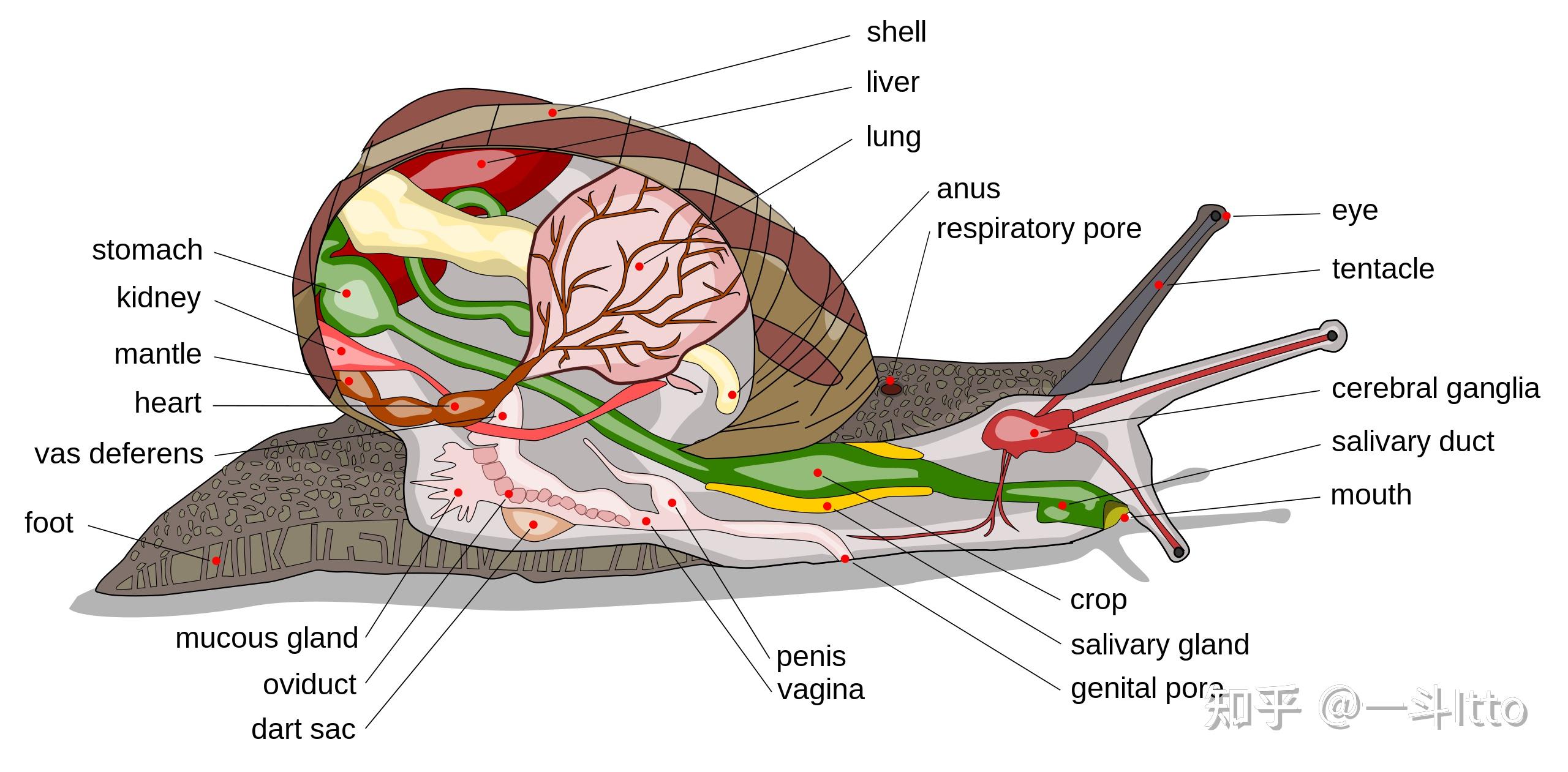 一只普通有肺类蜗牛的解剖图前鳃类蜗牛是雌雄异体的