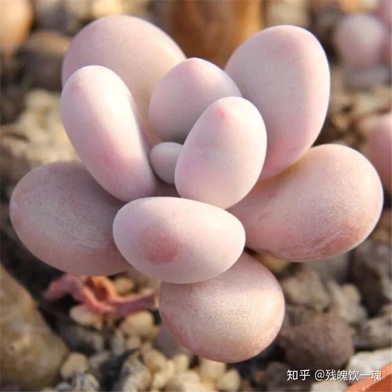 怎么把多肉养得又圆又胖 v2-f926bcd17ab9f40fbf188cf3216ff829_r.jpg