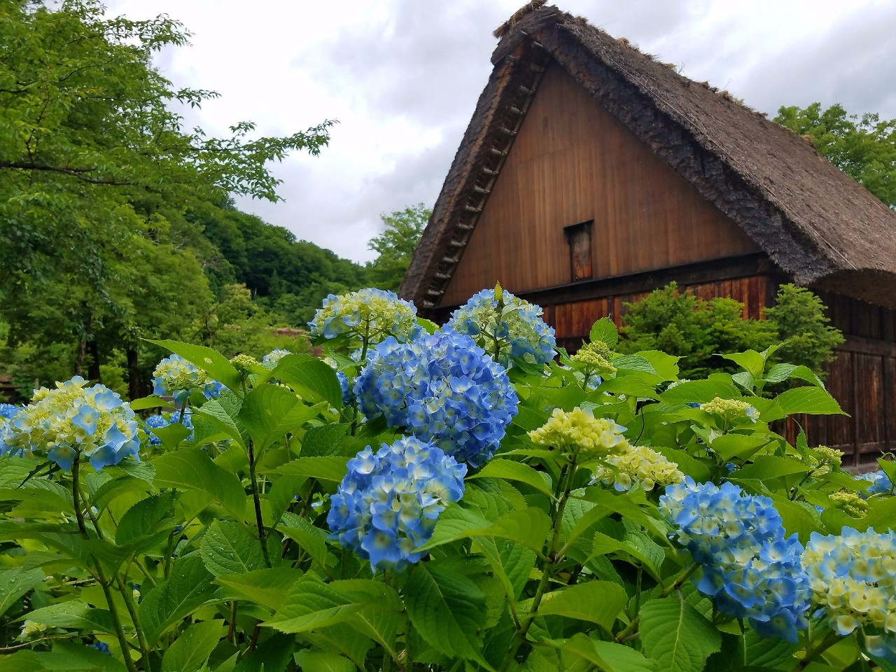 21岐阜 日本最美村庄“白川乡合掌村” 知乎