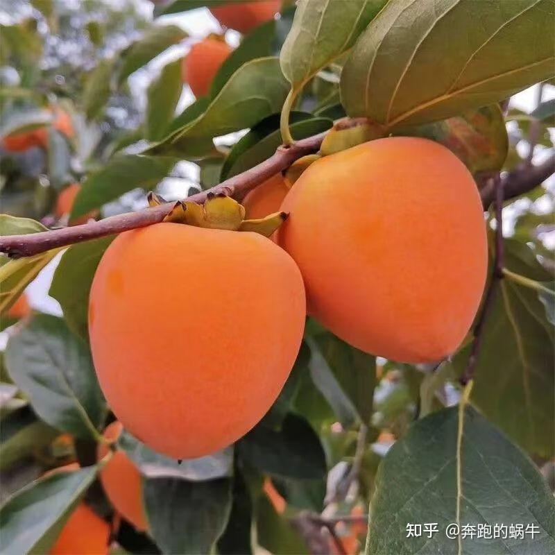 哪里的柿子最好吃?全国十大好吃名柿大盘点,看看你吃过几种 - 知乎
