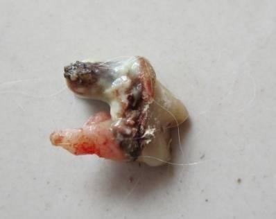 看到猫咪已经被腐蚀的牙齿了吗!