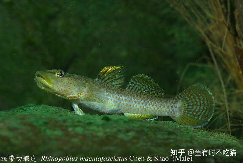 中國原生魚吻蝦虎魚圖鑑