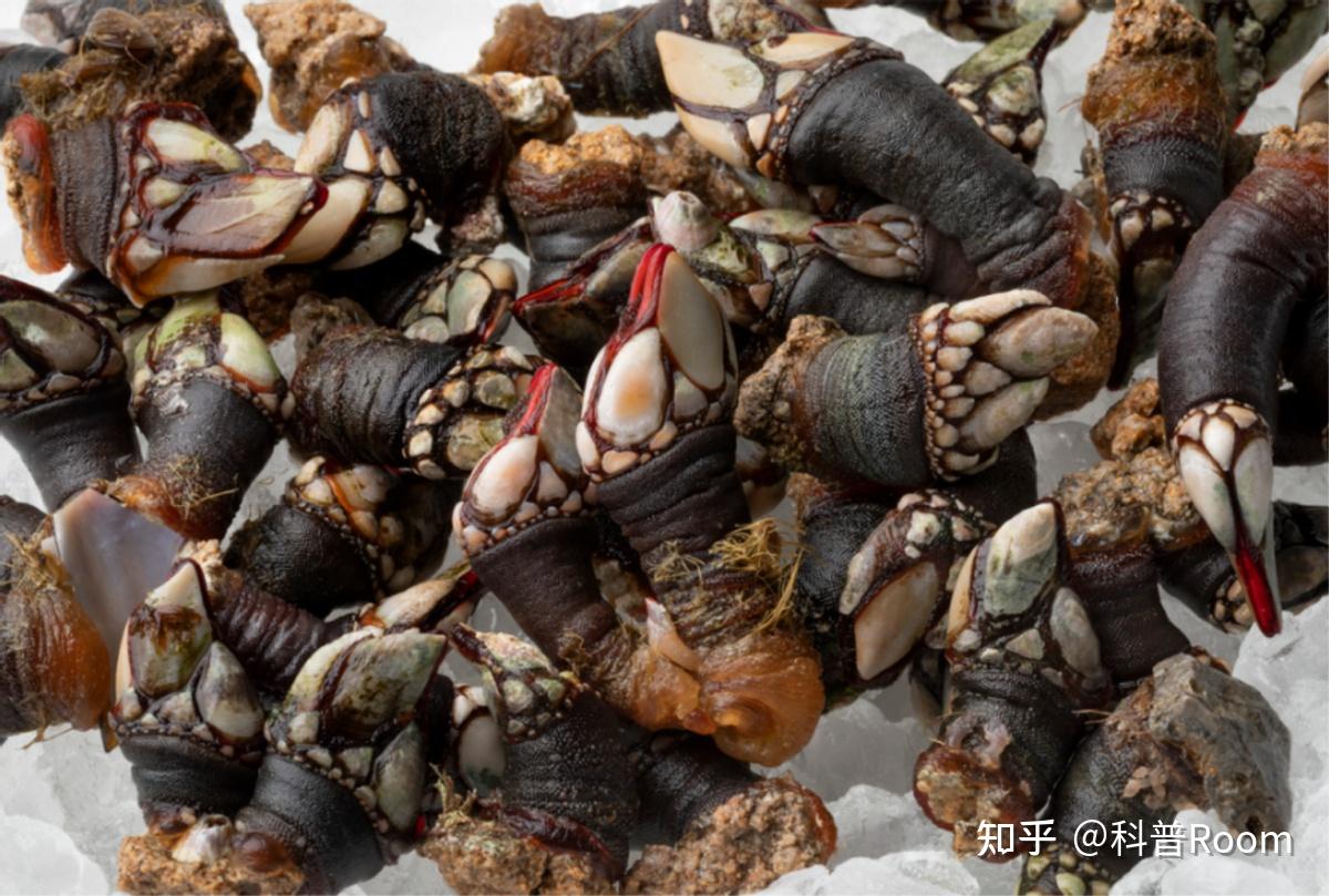 为什么藤壶如此遭人嫌呢?