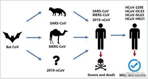 sars病毒结构示意图图片