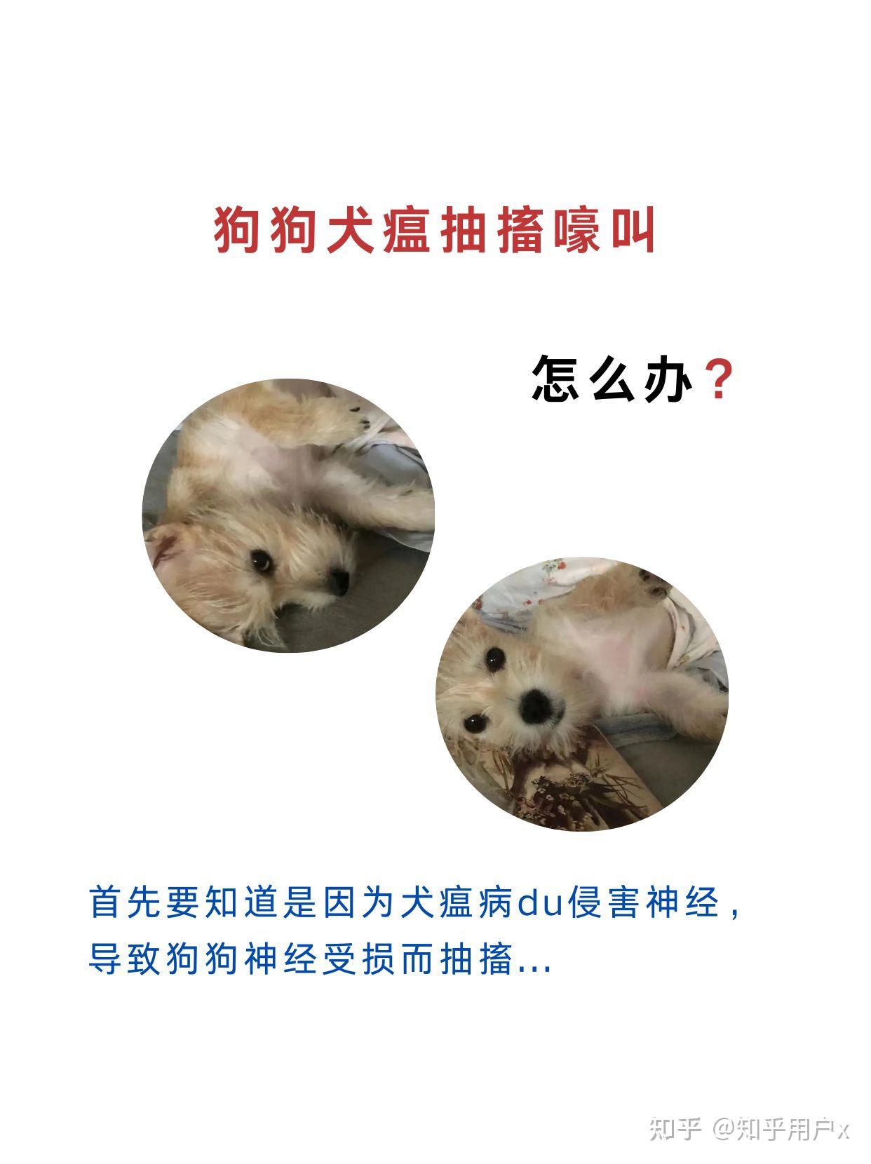 狗狗犬瘟抽搐嚎叫怎么办71