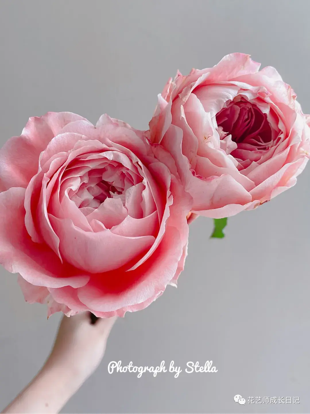 100朵玫瑰vol9人间水蜜桃肯尼亚樱花公主玫瑰