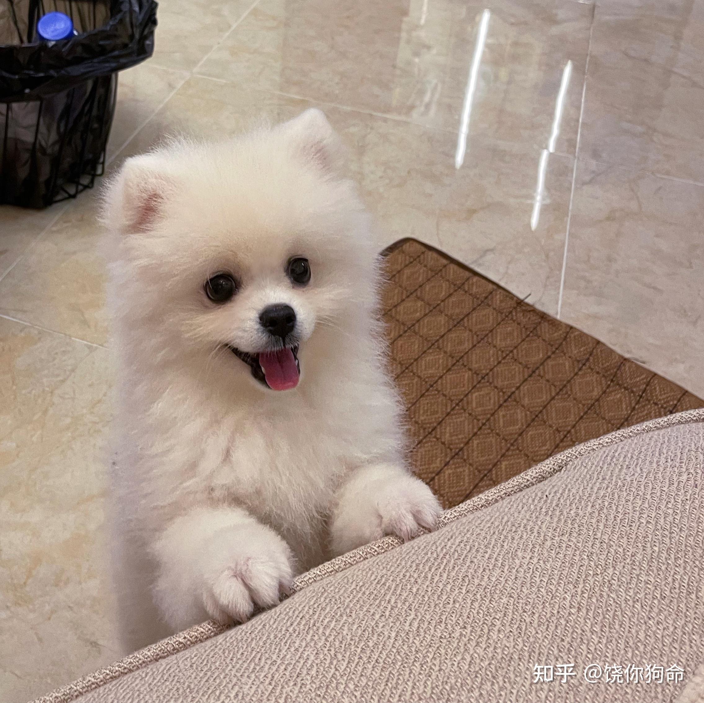 大家家里有狗狗嘛,晒出他们最可爱的一张照片.