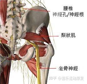 深度剖析 梨状肌综合征 自我鉴别 锻炼及处理方式 知乎