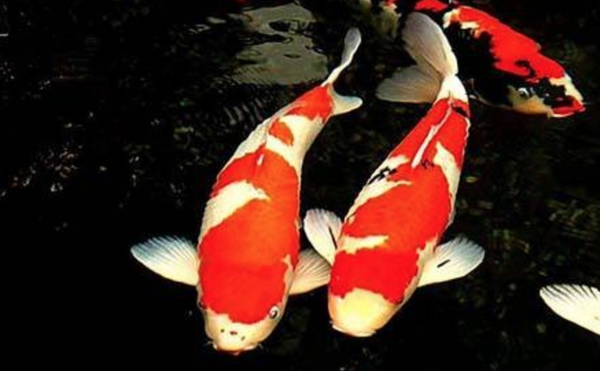 密云水库之主 来自明朝书香门第的鲤鱼精 知乎