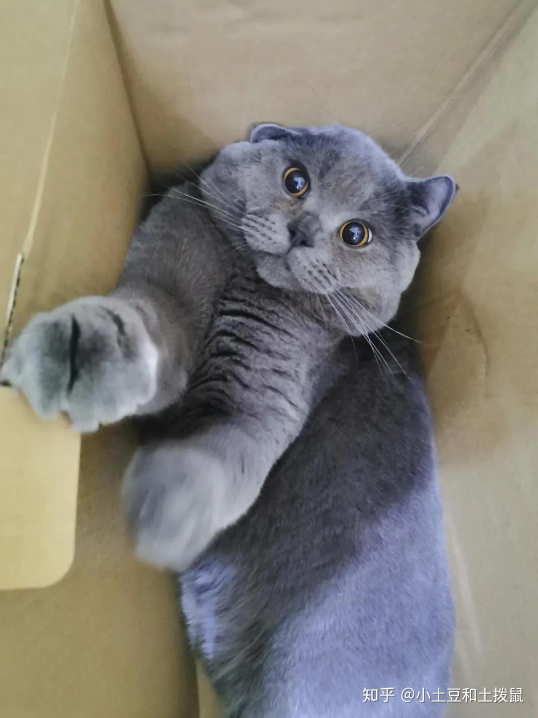 吸猫福利猫主子怎么可以这么可爱