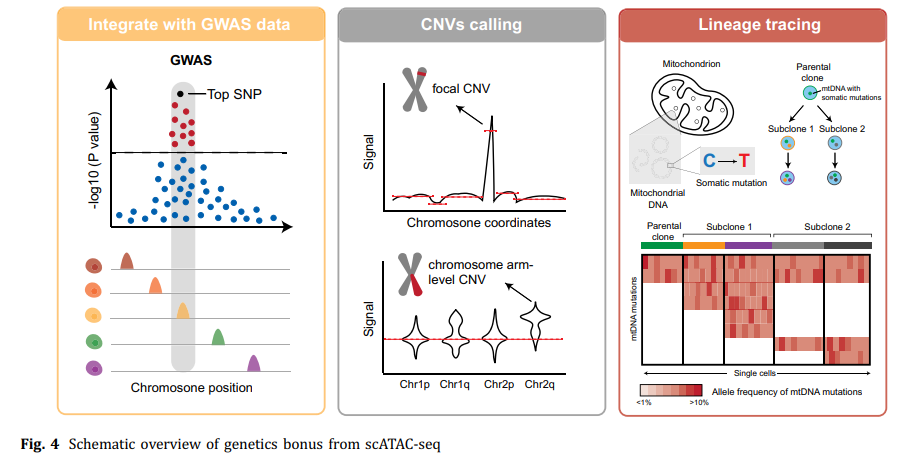 Scstat aBIOTECH | 中山大学徐锦课题组综述 scATAC-seq 数据分析方法 - 知乎