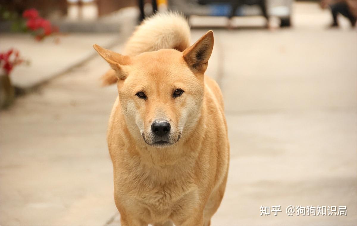 被禁養原因:中華田園犬,忠誠護主,能夠幫助主人看家,守護財產,很多