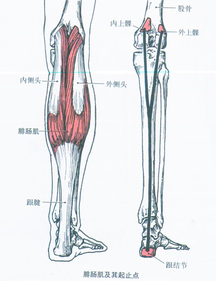 小腿三头肌和腓肠肌图片