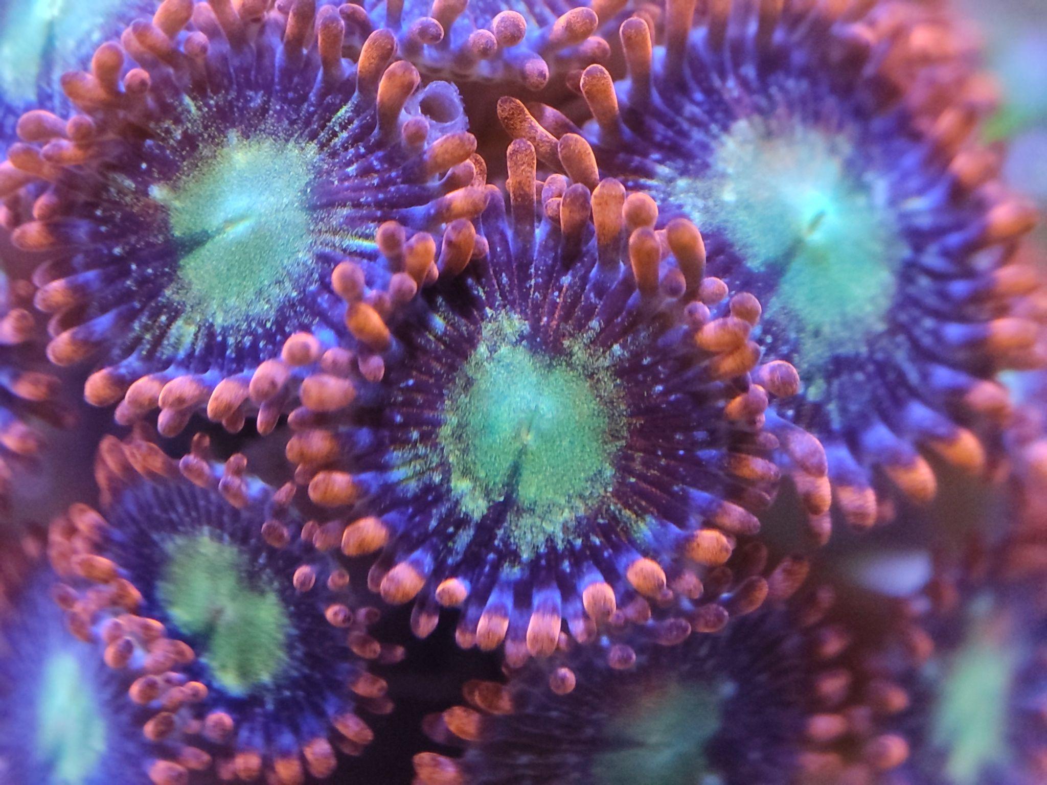 新手海水开缸教程珊瑚美图