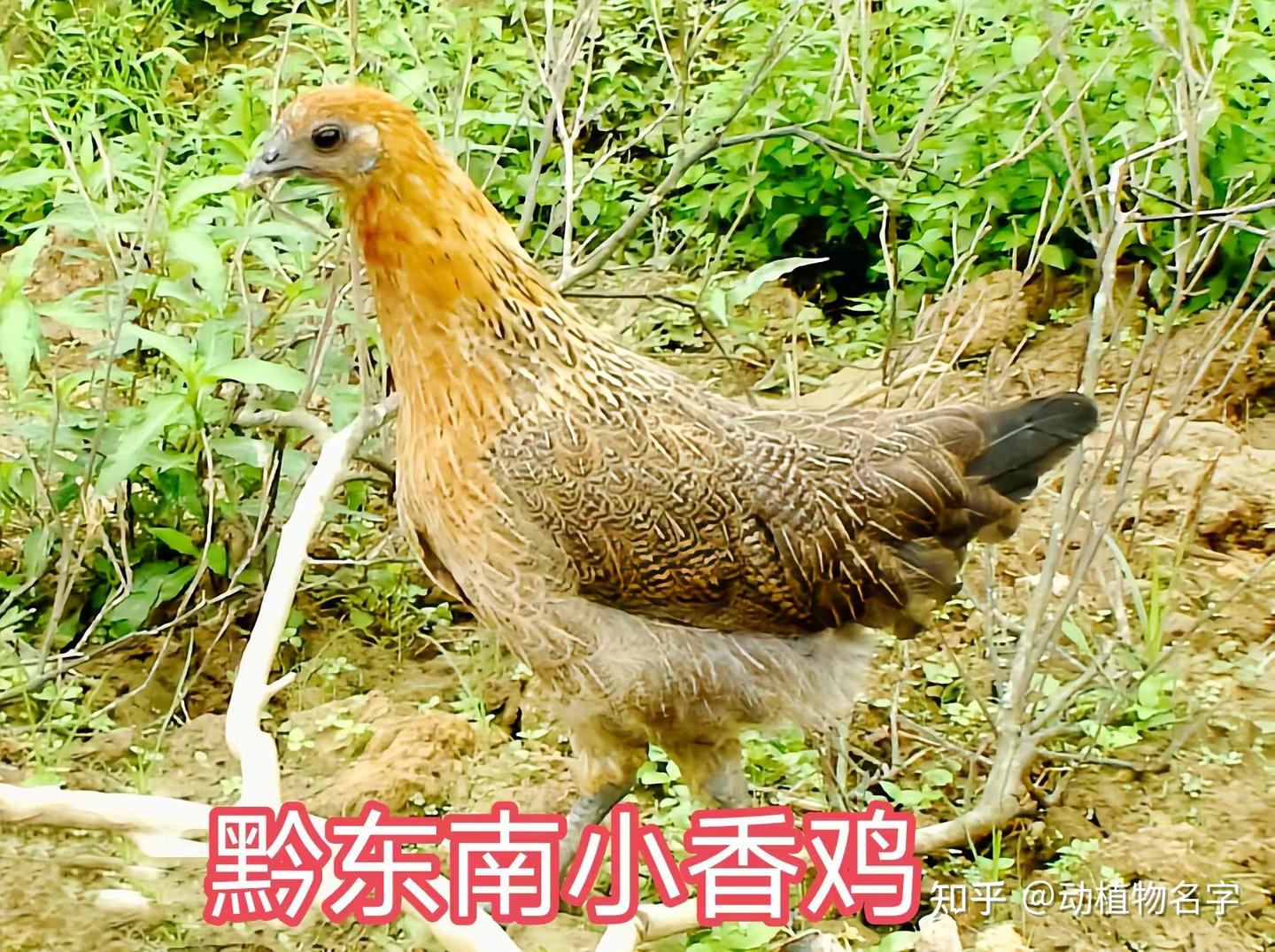 98图带你走进家鸡的世界,家鸡大全第二篇 - 知乎