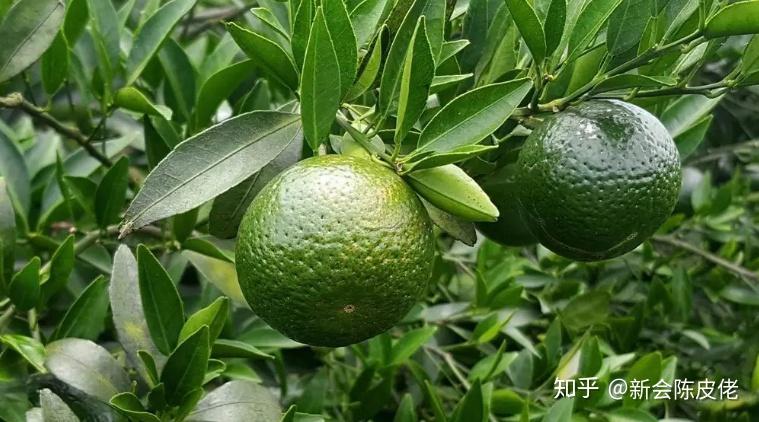 青皮的性状与功效,你知道吗? - 知乎