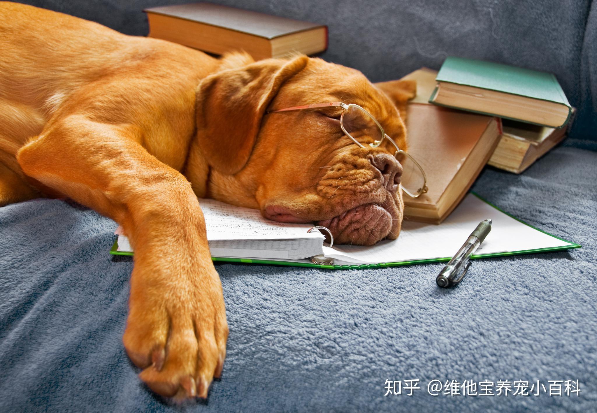 怎么自己在家给狗狗做床 v2-f97419de8c9fa6890f4cfef86d98aee1_r.jpg