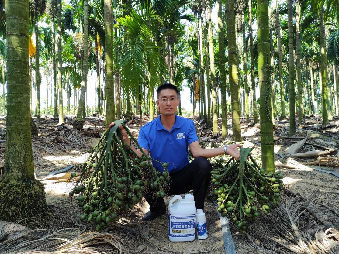 酵素农业技术槟榔黄化及岛本酵素菌肥综合防治方案
