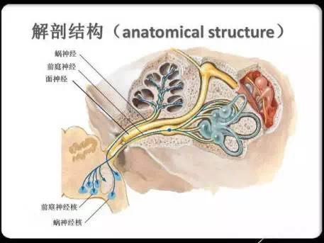 一种与感冒有关的眩晕——前庭神经炎 - 知乎