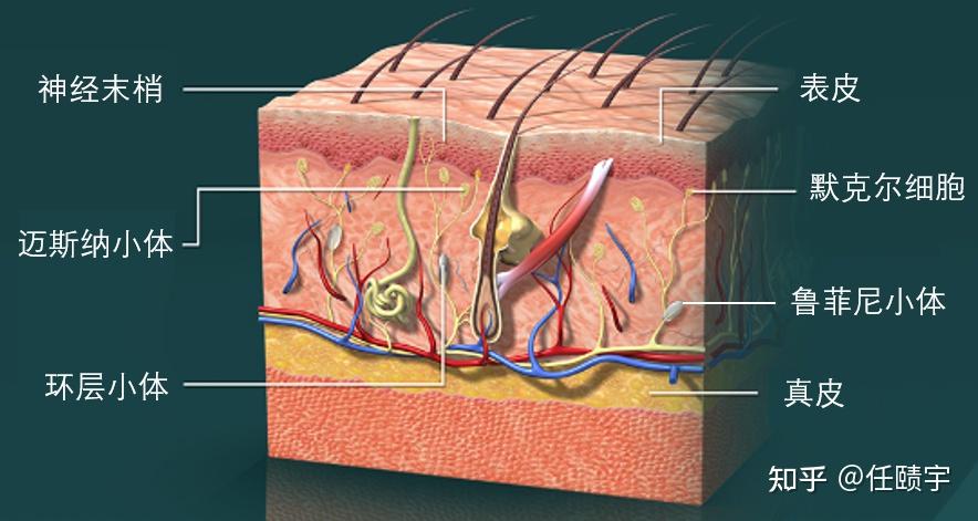 柔性电子皮肤与触觉传感器技术与行业介绍