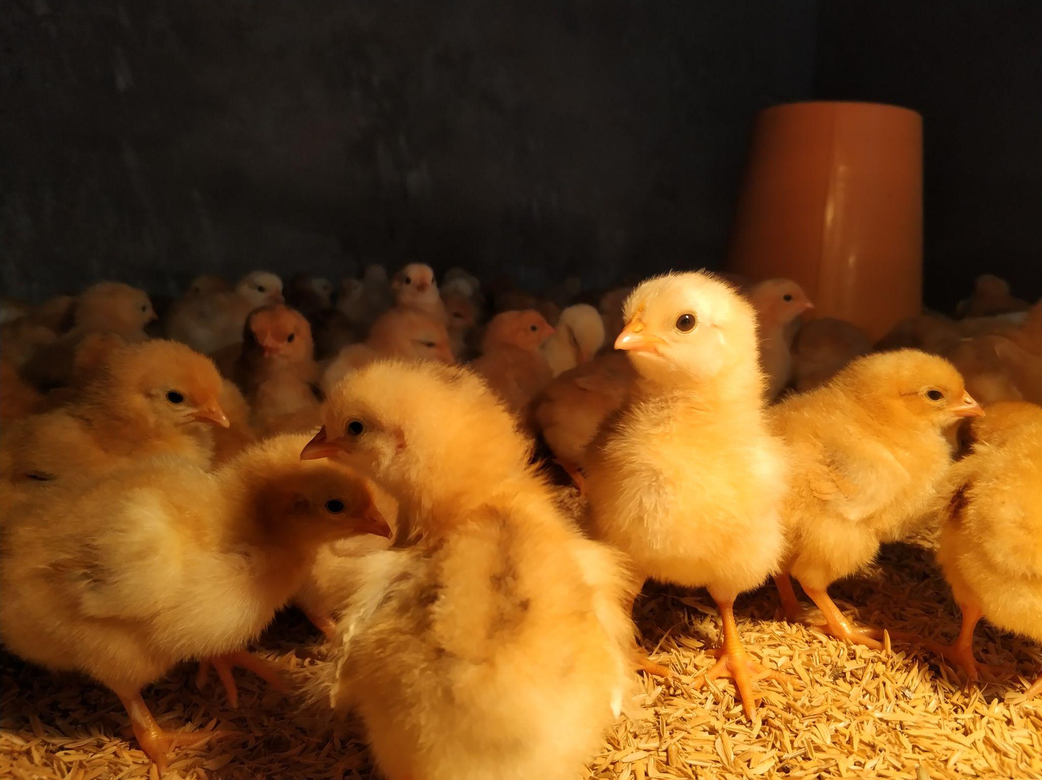 小土鸡约架 - 知乎