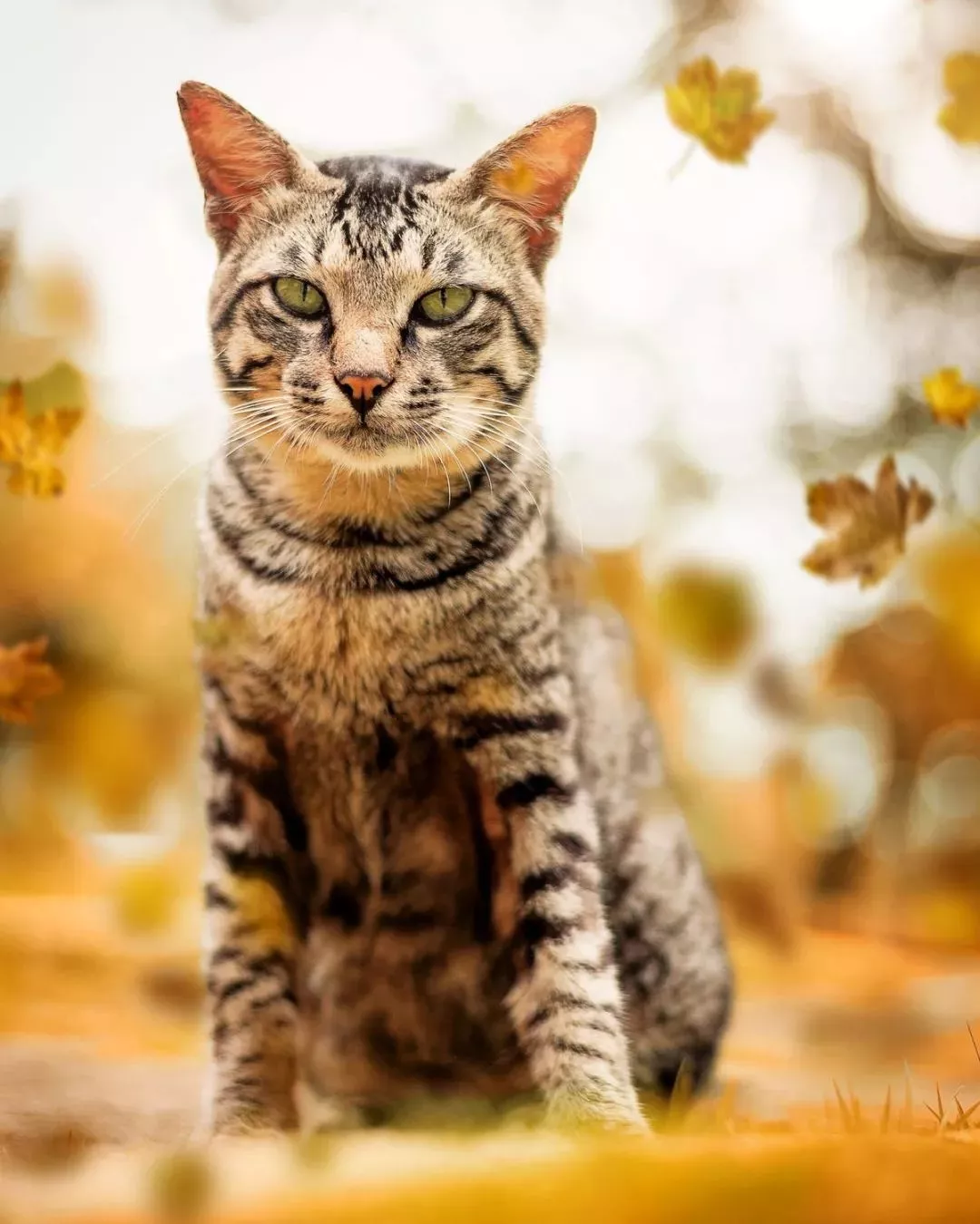 中国的土猫,世界的名猫,捕鼠能手---中国狸花猫 - 知乎