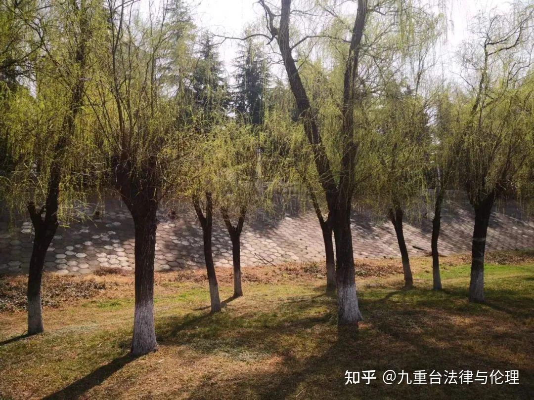垂杨紫陌洛城东 - 知乎