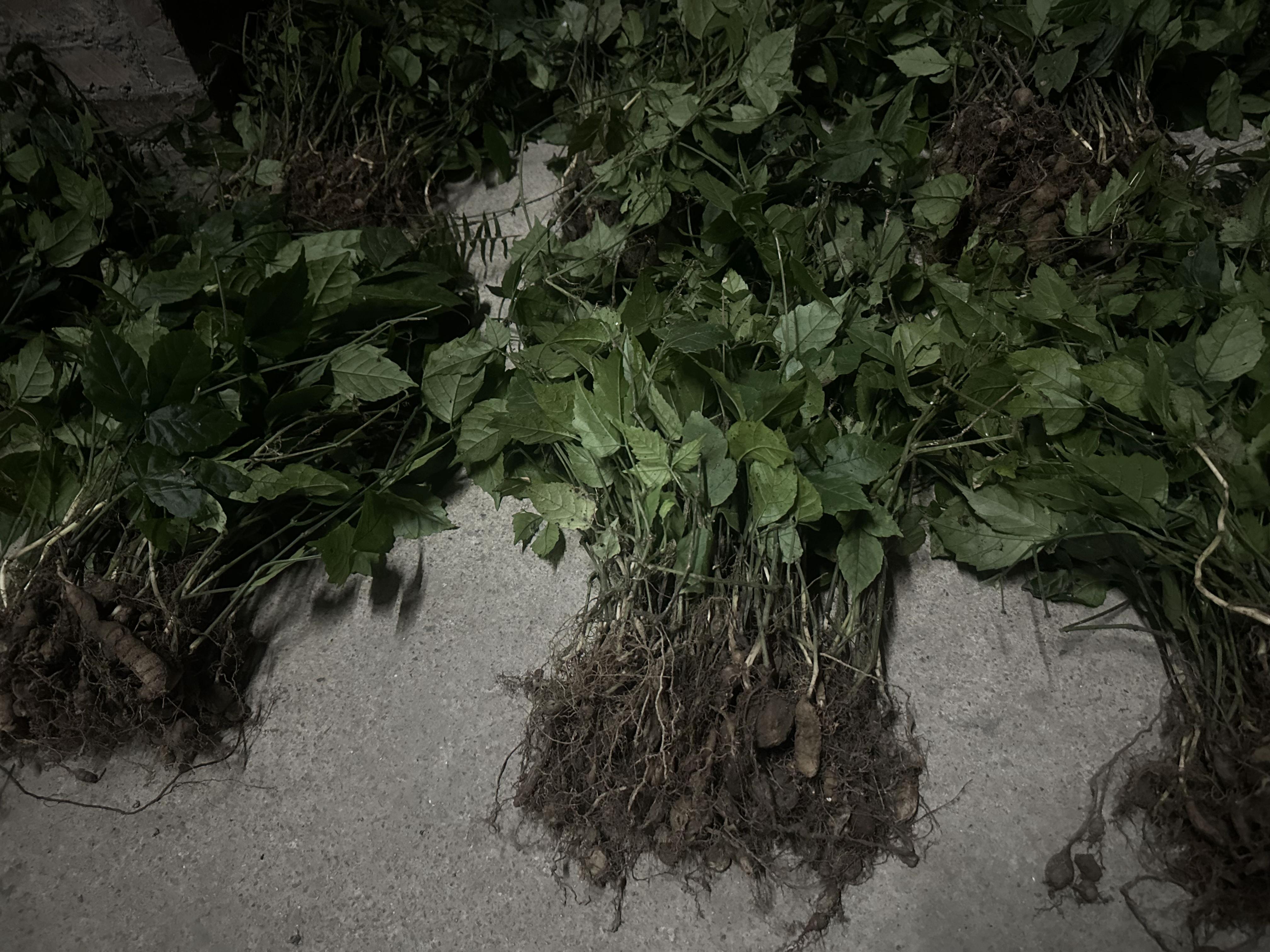 金果榄与三叶青点亮创业之路的中药出售三叶青苗金果榄苗