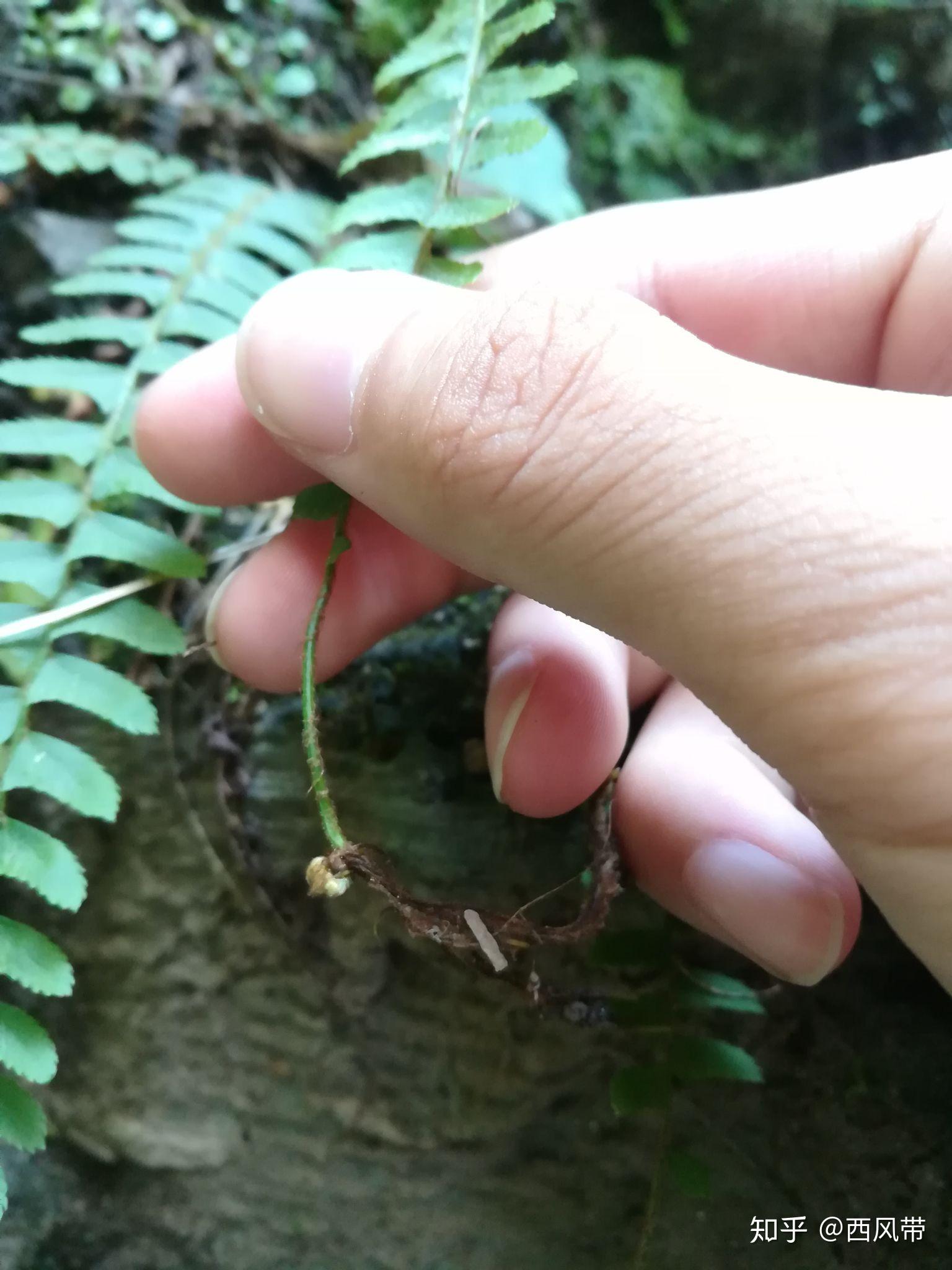 蕨类植物孢子繁殖教程(第一版)